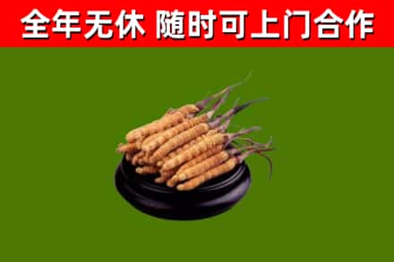 镇原县回收冬虫夏草